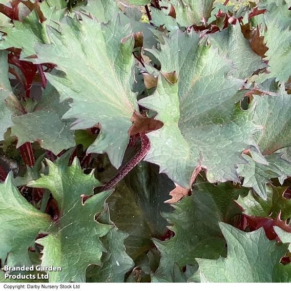 Ligularia dentata 'Little Golden Ray'