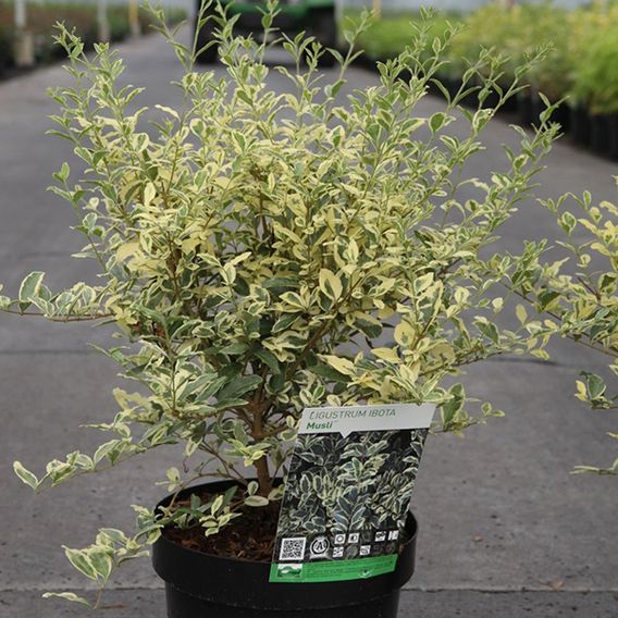 Ligustrum ibota 'Musli'