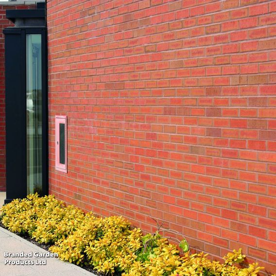 Golden Privet (Hedging)