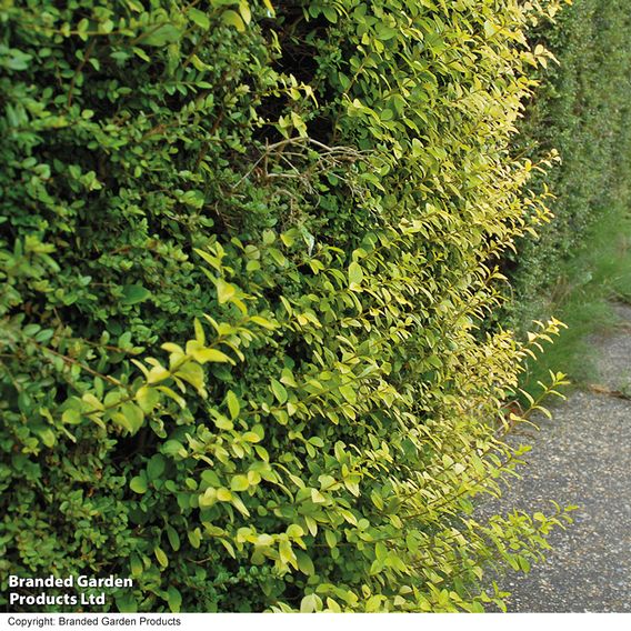 Golden Privet (Hedging)