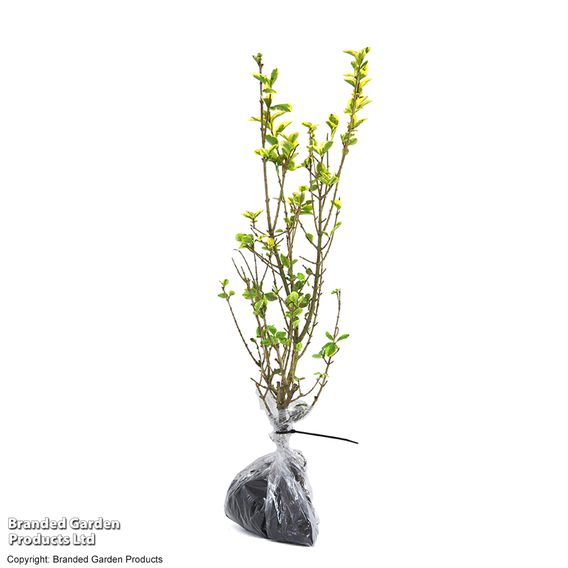 Golden Privet (Hedging)