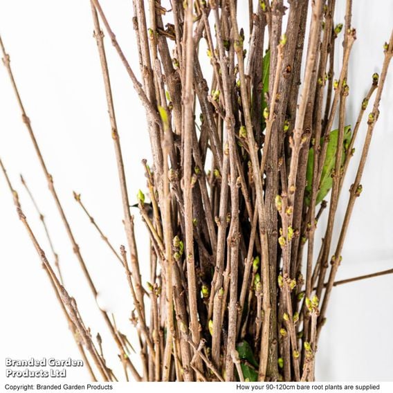 Ligustrum ovalifolium (Hedging)