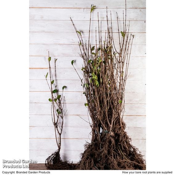 Ligustrum ovalifolium (Hedging)