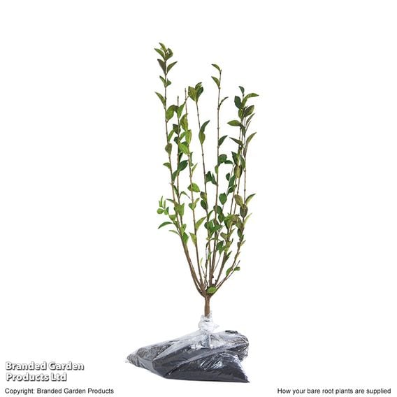 Ligustrum ovalifolium (Hedging)