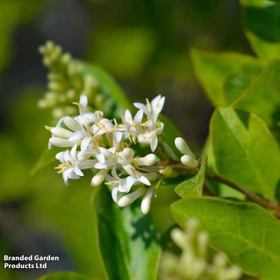 Ligustrum ovalifolium (Hedging)