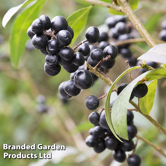 Ligustrum vulgare 'Liga'