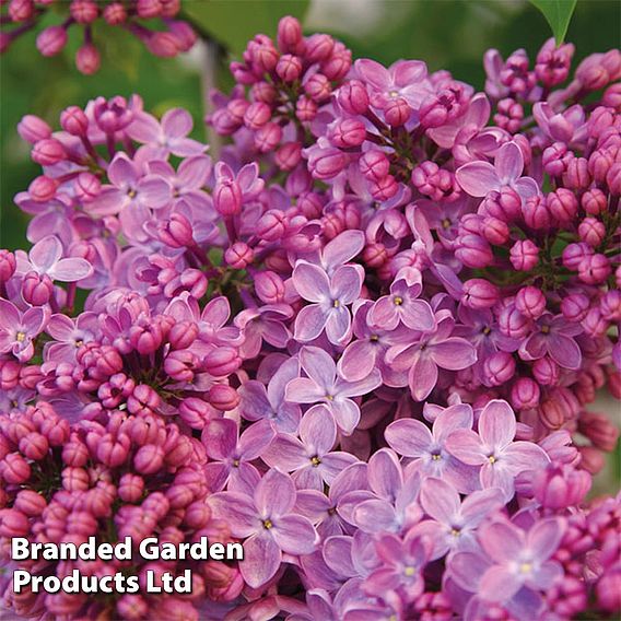 Lilac 'Prince Wolkonsky'