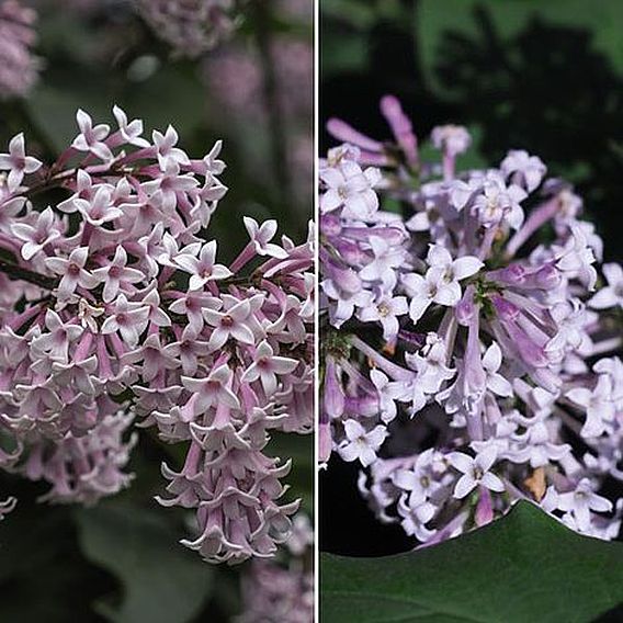 Lilac Duo Collection
