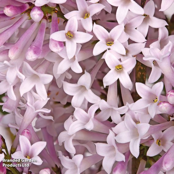 Lilac 'Miss Kim'