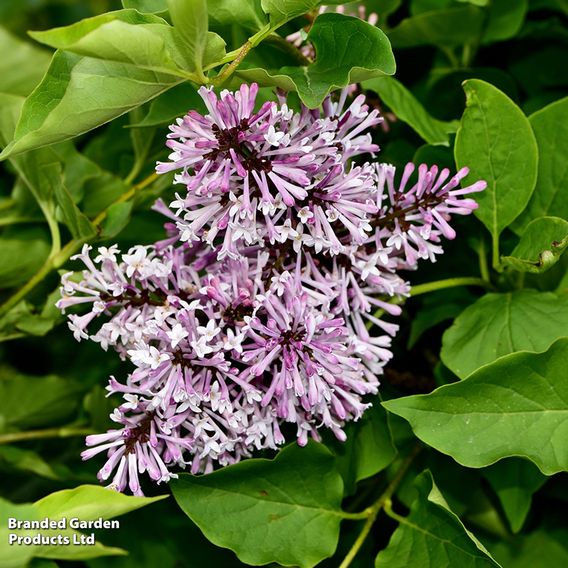 Lilac 'Miss Kim'