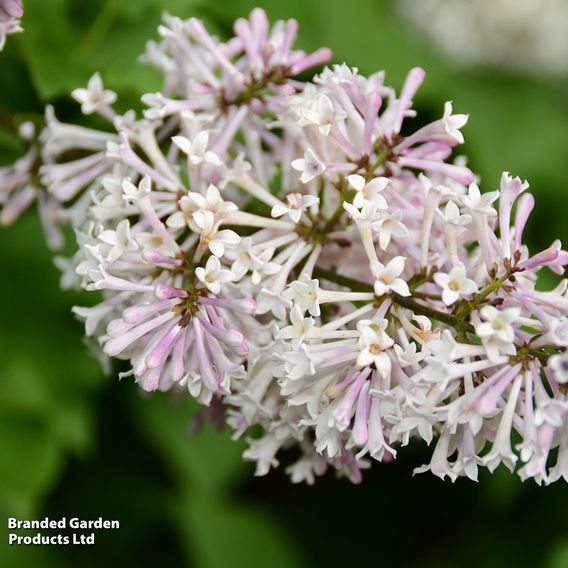 Lilac 'Miss Kim'