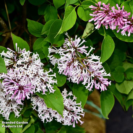 Lilac 'Miss Kim'