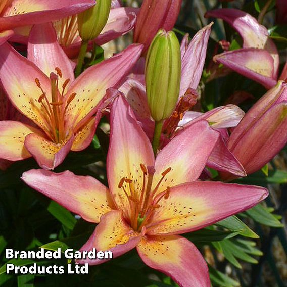 Lily 'Elegant Joy'