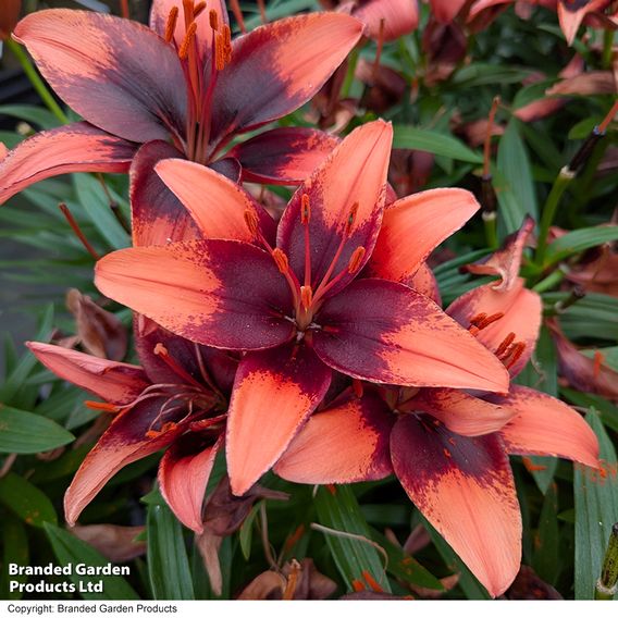 Lily 'Tiny Ink'