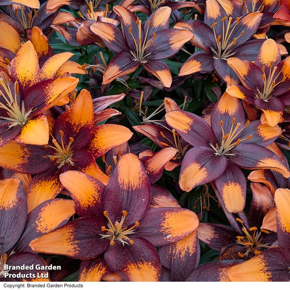 Lily 'Tiny Lion'