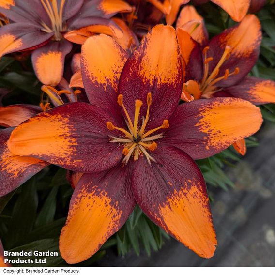 Lily 'Tiny Lion'