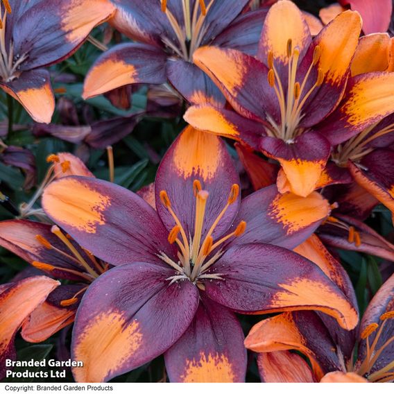 Lily 'Tiny Lion'