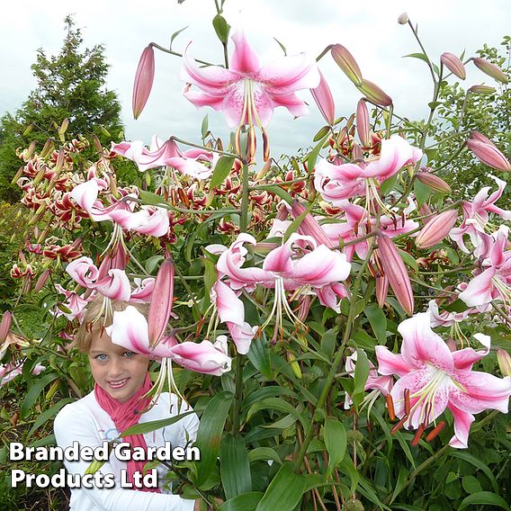 Tree Lily 'Anastasia'