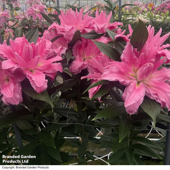 Lily 'Ansalusie'