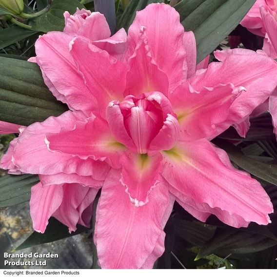 Lily 'Ansalusie'