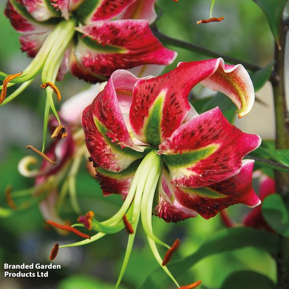 Lily 'Black Beauty'