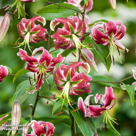 Lily 'Black Beauty'