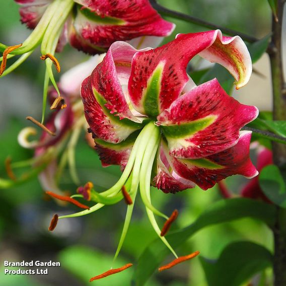 Lily 'Black Beauty'