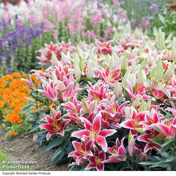 Lily 'Dazzler' (Ground Cover)