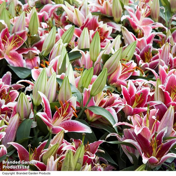 Lily 'Dazzler' (Ground Cover)