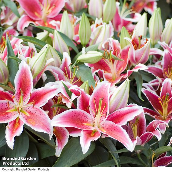 Lily 'Dazzler' (Ground Cover)