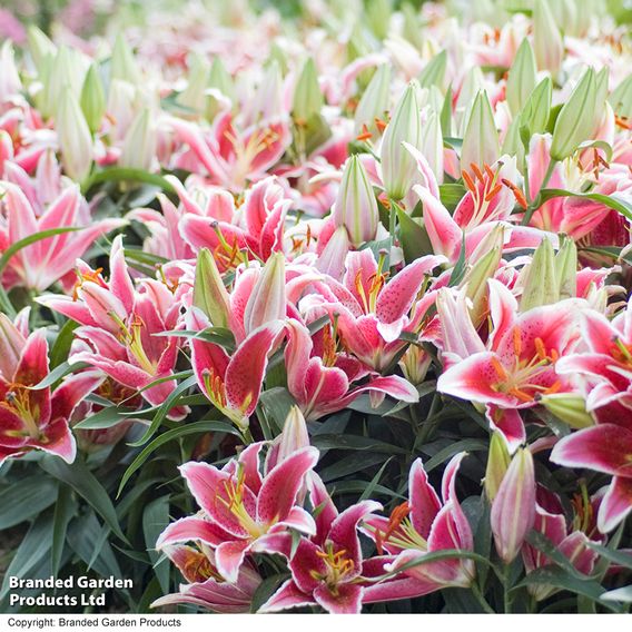 Lily 'Dazzler' (Ground Cover)