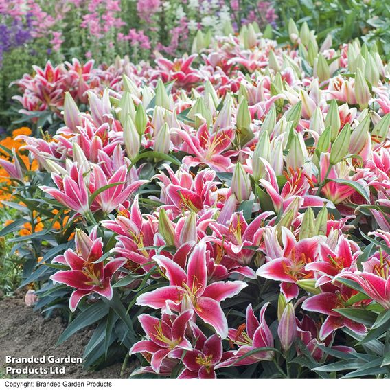 Lily 'Dazzler' (Ground Cover)