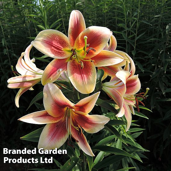 Tree Lily 'Debby'