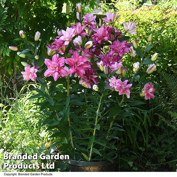 Lily 'Diantha'