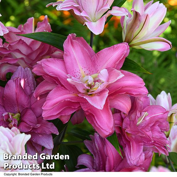 Lily 'Diantha'