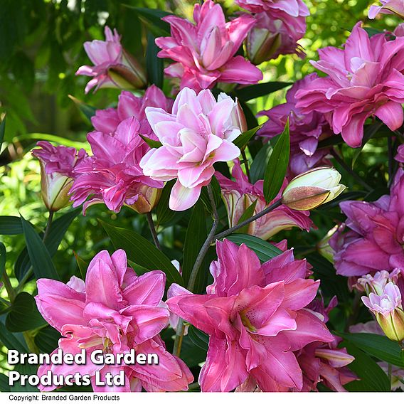 Lily 'Diantha'