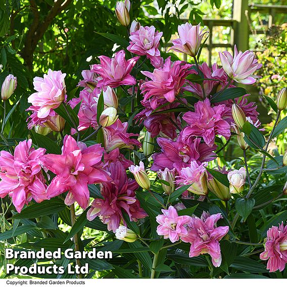 Lily 'Diantha'