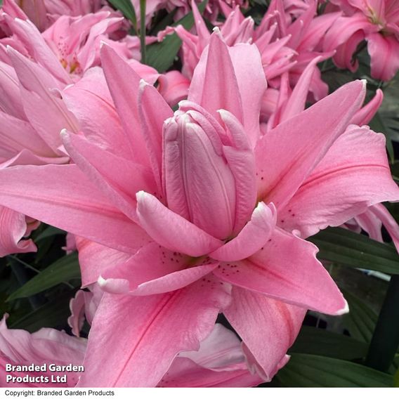 Lily 'Double Dutch Fluoriet'