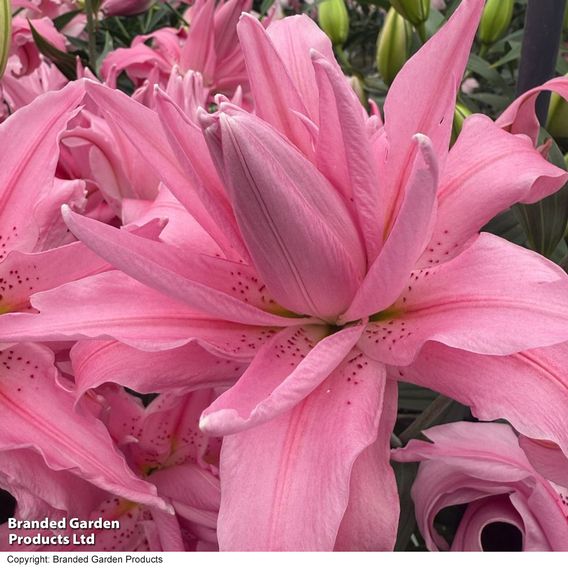Lily 'Double Dutch Fluoriet'