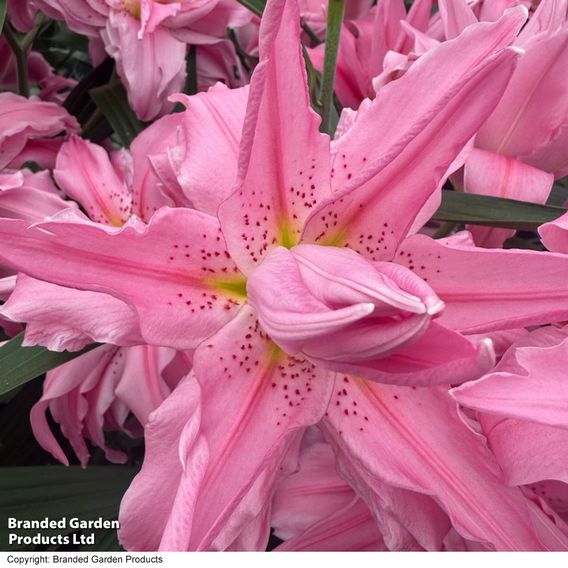 Lily 'Double Dutch Fluoriet'