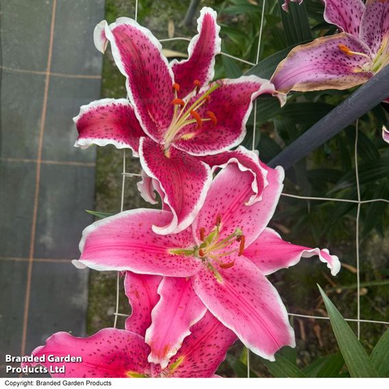 Lily 'Front Page'