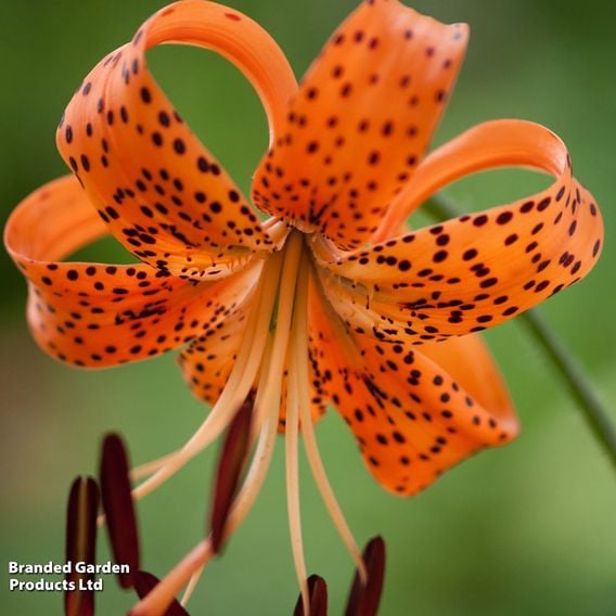 Lily lancifolium