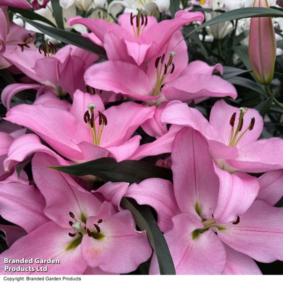 Lily 'Marchesa'