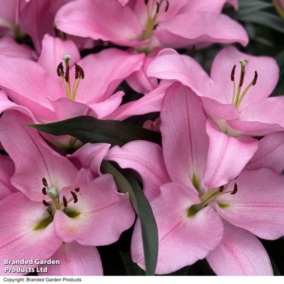 Lily 'Marchesa'