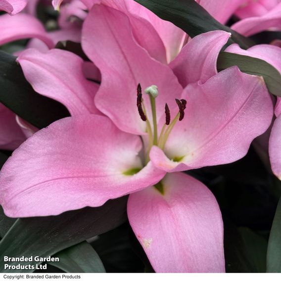 Lily 'Marchesa'