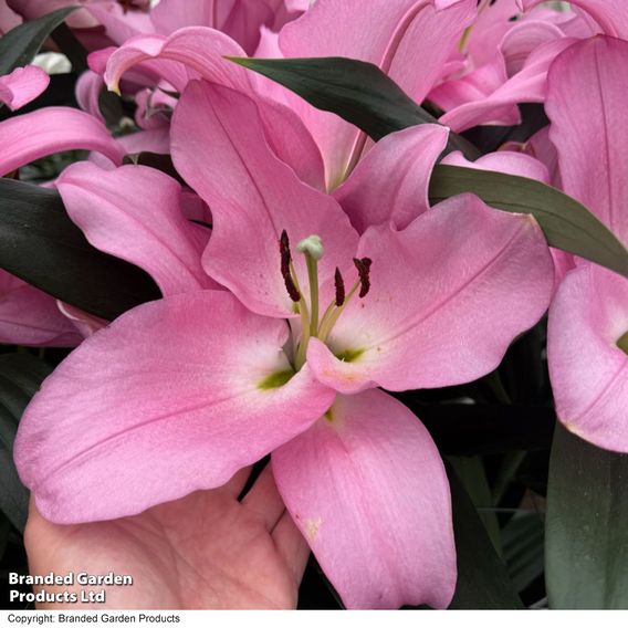Lily 'Marchesa'