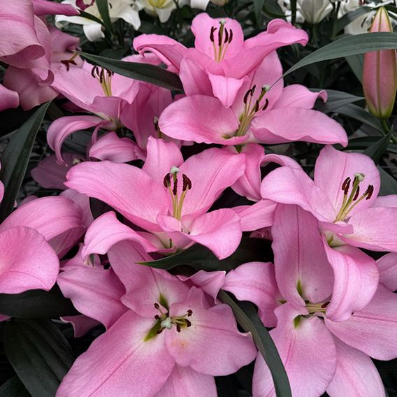 Lily 'Marchesa'