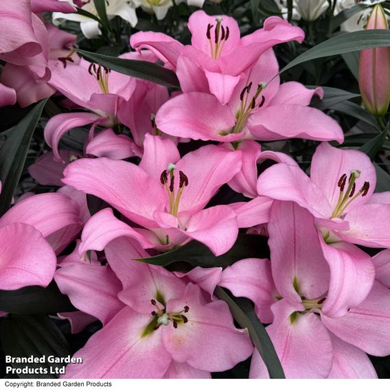 Lily 'Marchesa'