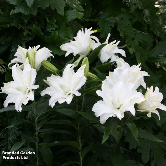 Lily 'My Wedding'