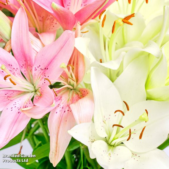 Lily Giant Oriental Collection